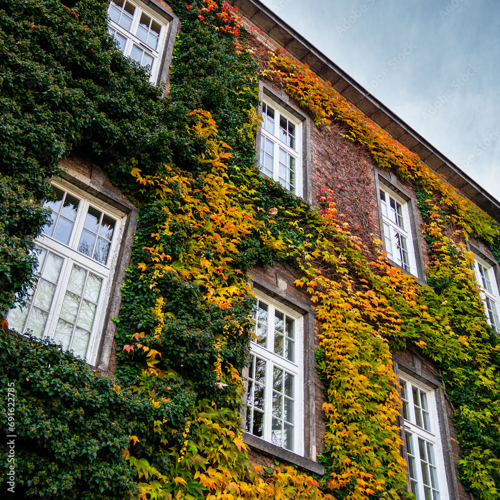 ivy - a climbing plant on a building - a beautiful autumn decoration