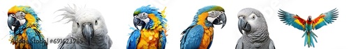 Close up colorful parrots isolated in white transparent background.