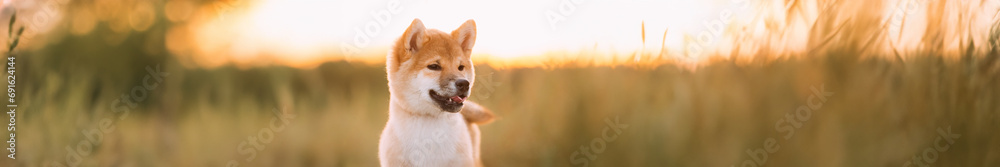 Close Up Portrait Panorama, Panoramic View Shot Scene Copy Space Young Red Shiba Inu Puppy Dog Outdoor During Sunset.