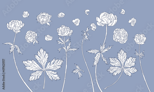 Globeflower. Monochrome elements on a gray background.