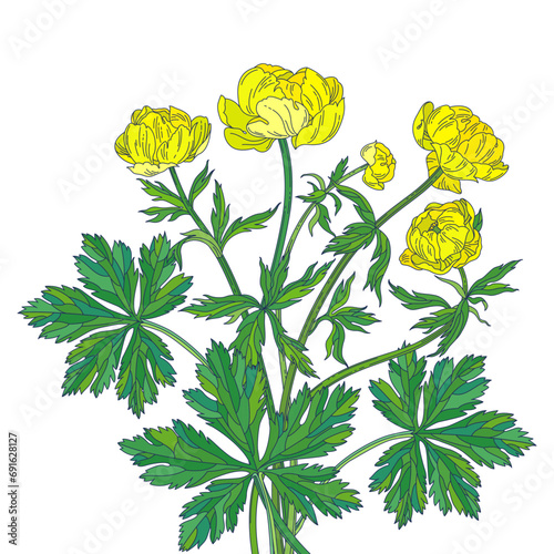 Yellow globeflower. Colored bouquet on a white background.