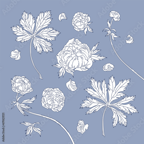 Globeflower. Monochrome elements on a gray background.