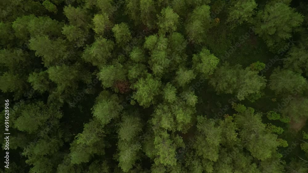 4k Aerial view of Dense natural pine forest trees on the mountain hills. Beautiful spruce forest. Concept for International Day of Forest, World Environment Day. Looking down with upward movement 4k Aerial view of Dense natural pine forest trees on the mountain hills. Beautiful spruce forest. Concept for International Day of Forest, World Environment Day. Looking down with upward movement