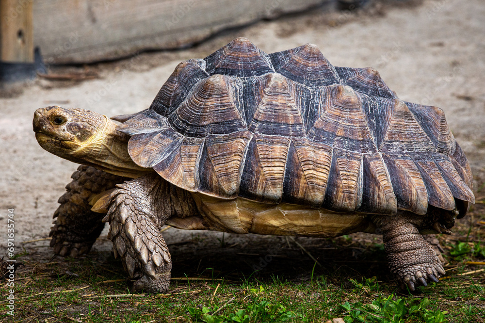 Obraz premium Brown land turtle walking on green grass ground