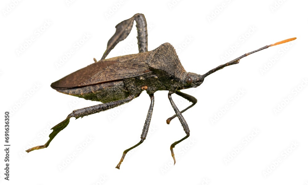 Close up of Brown Marmorated Stink Bug isolated on white Close up of Brown Marmorated Stink Bug isolated on white