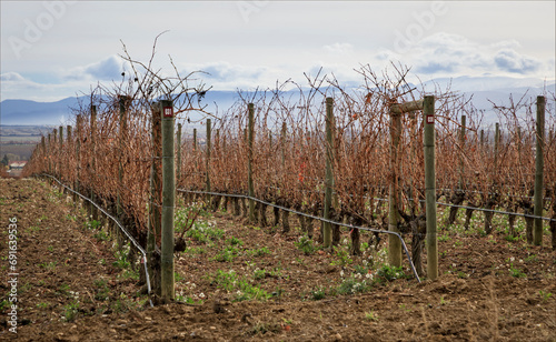 The hillside vineyards of Rioja in the early winter with irrigation pipes in place
