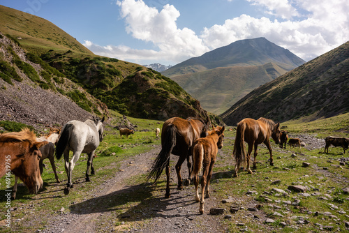 Horses in Kyrgyzstan