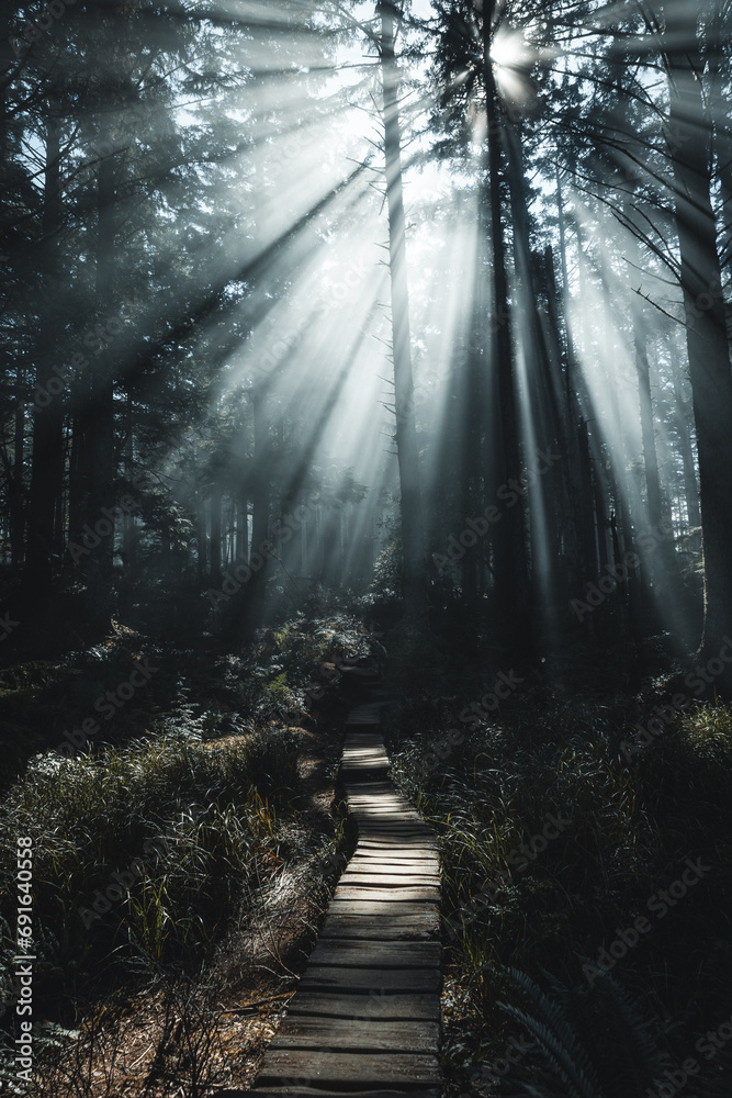 Obraz premium path in the forest