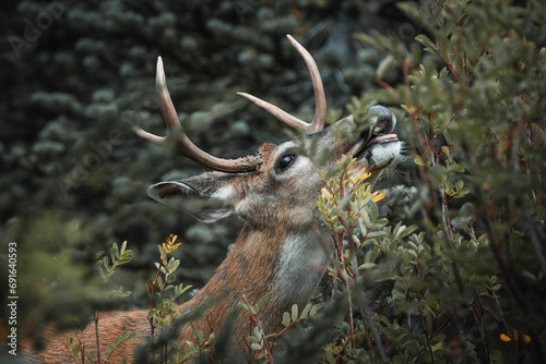 buck eating berries in the forest photo