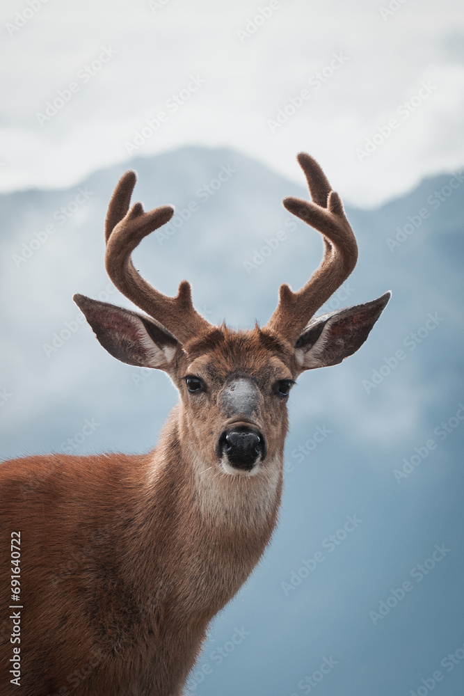 Obraz premium buck in the mountain forest ridge