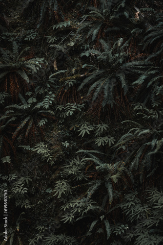 ferns in the pacific northwest rainforest