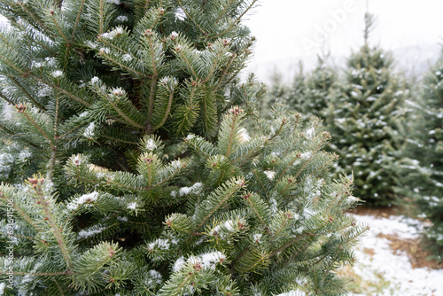 Beautiful Snow-Covered Fraser Fir Christmas Trees photo