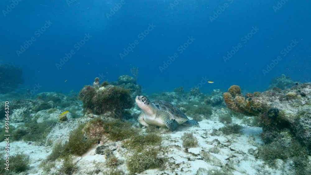 Sea Turtle in the coral reef of the Caribbean Sea Sea Turtle in the coral reef of the Caribbean Sea
