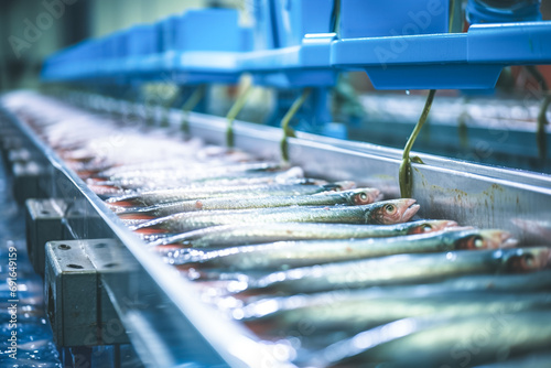 Raw sea fish on a factory conveyor. Production of canned fish. Modern food industry. Fish processing plant. photo