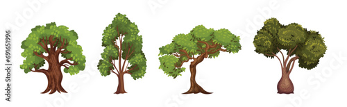 Green Trees with Lush Crown and Trunk Vector Set