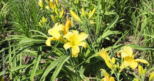 Daylilies (Hemerocallis 'Cartwheels') Yellow flowers with white midrib in the middle of tepals wich accentuates its beauty atop robust stems bearing narrow dark green leaves
 photo