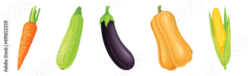 Fresh and Ripe Vegetables Harvest with Organic Crop Vector Set