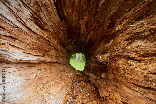 hole in the tree closep photo