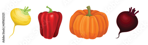 Fresh and Ripe Vegetables Harvest with Organic Crop Vector Set