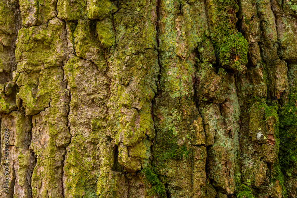 Mossy Texture of oak bark pattern for background. Mossy Texture of oak bark pattern for background.