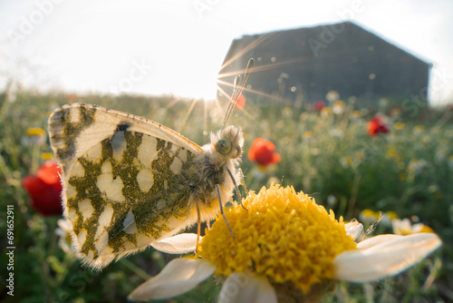 Sunrise moment with butterfly on a flower photo