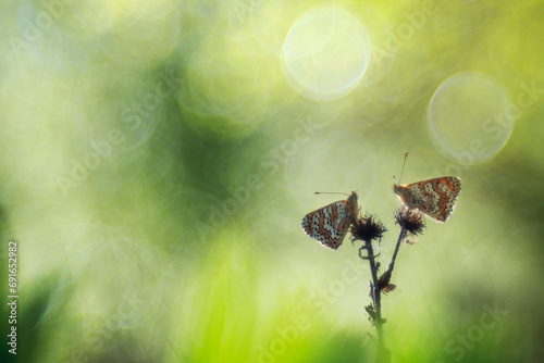 Ethereal butterflies in dreamy bokeh lighting photo