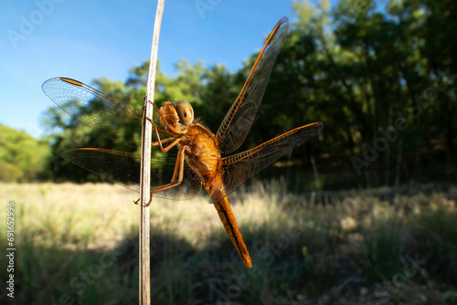 Close-up of a dragonfly perched on a thin stick photo