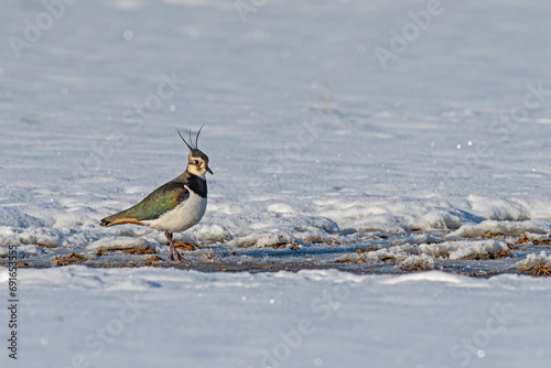 Noordse Kievit (Vanellus vanellus) walking on snow. Snow and Vanellus vanellus. photo