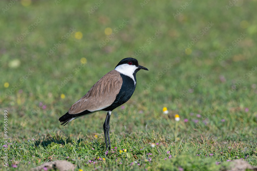 Obraz premium Pur-winged Lapwing (Vanellus spinosus) among pink flowers.