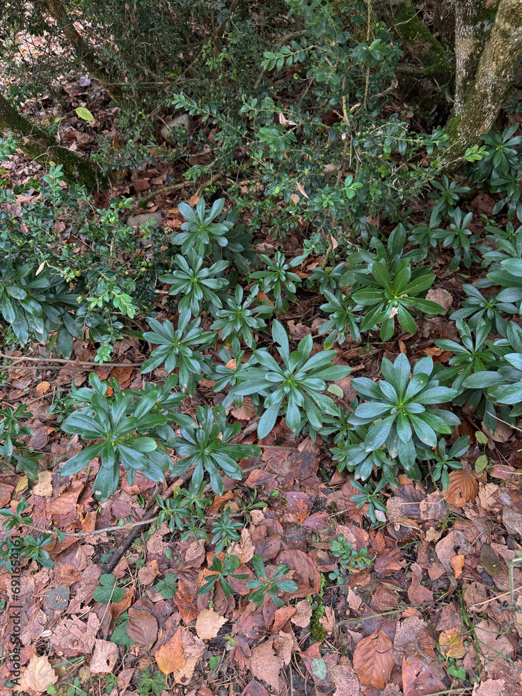 Obraz premium Daphne laureola