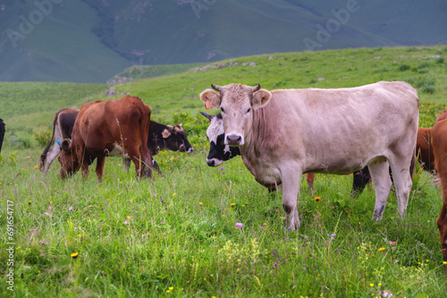 herd of cows in a meadow in a beautiful mountain landscape. livestock grazing on green pasture