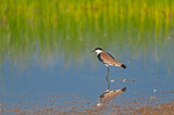 Spur-winged Lapwing (Vanellus spinosus) by the lake.