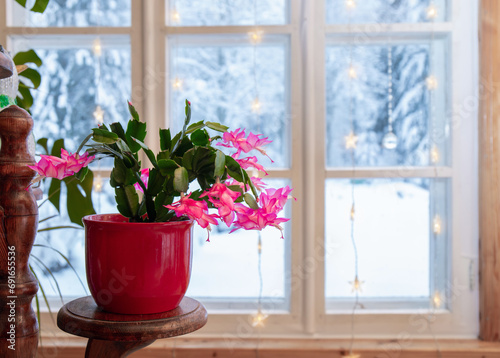 Cultivar belonging to the Schlumbergera Truncata Group called Christmas cactus or Thanksgiving cactus. Plant growing in flower pot in home, full bloom with snowy landscape seen from window. photo