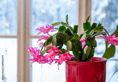 Cultivar belonging to the Schlumbergera Truncata Group called Christmas cactus or Thanksgiving cactus. Plant growing in flower pot in home, full bloom with snowy landscape seen from window. photo