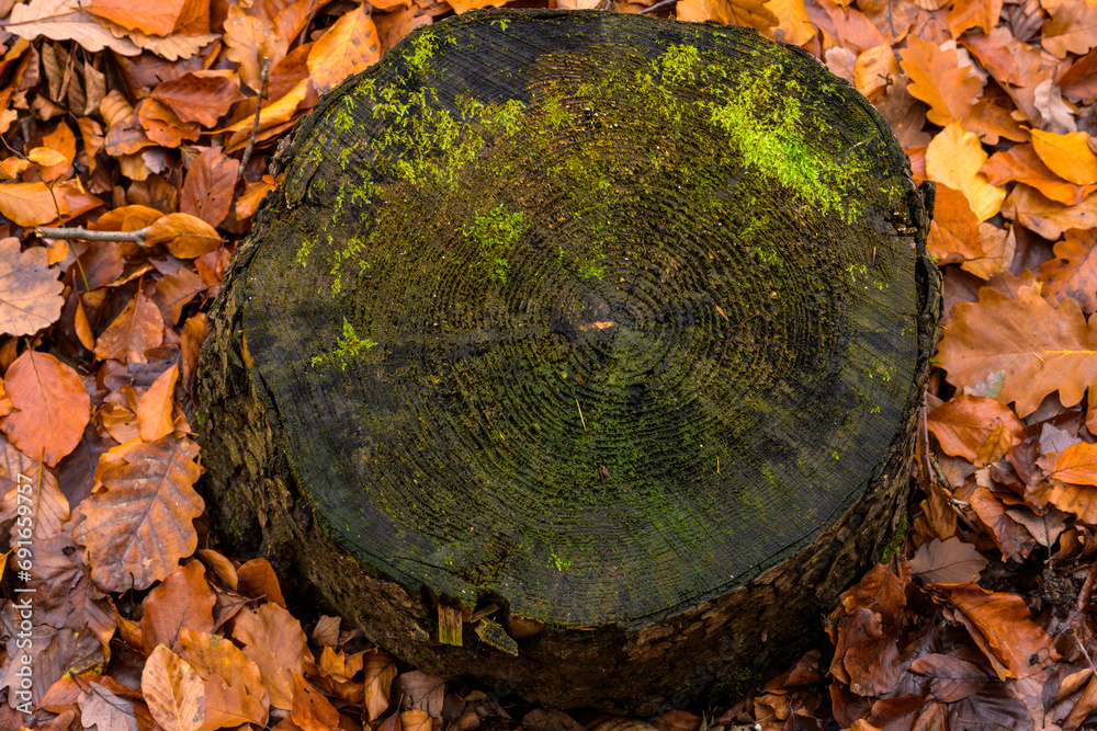 Annual rings of a sawn-off tree in an autumn forest. Moss on the tree stump and brown leaves on the edge - obrazy, fototapety, plakaty 