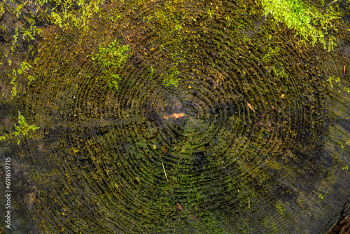 Annual rings of a sawn-off tree. Moss growing on the tree stump.