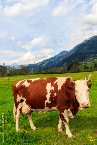 Cow grazing on a green alpine meadow in the Swiss Alps  Switzerland