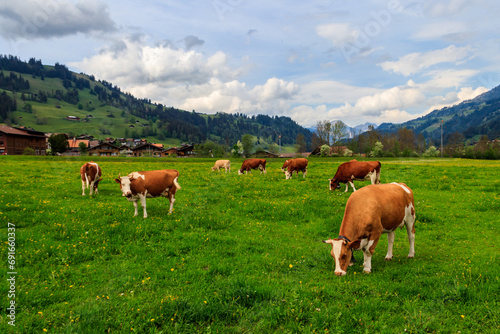 Herd of cows grazing on a green alpine meadow in the Swiss Alps  Switzerland