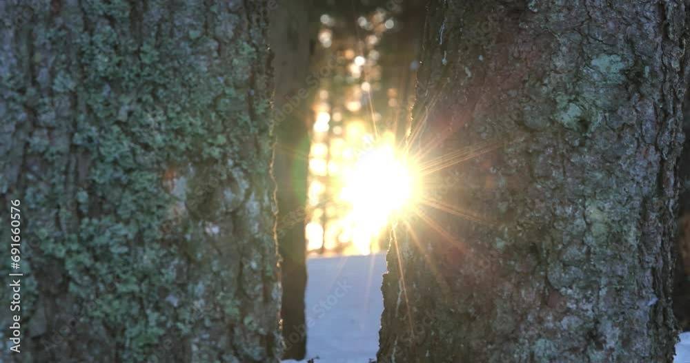 Beautiful pine forest mountain in wintertime at sunset, low angle slide shot of the sun’s rays through the branches and trees, snow covered, season travel nature idyllic, slow motion