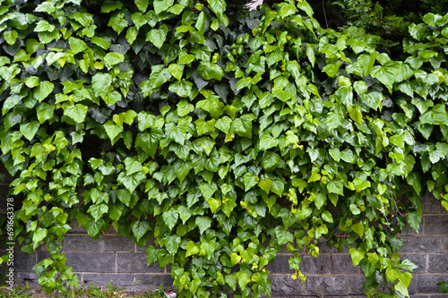 Fresh ivy wall plant with green leaves, ivy foliage texture © serdarerenlere
