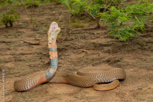 Fotografía A highly venomous Mozambique Spitting Cobra (Naja mossambica) spitting its venom