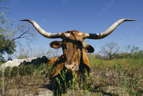 Texas longhorn cow relaxing in field of rural countryside against blue sky background.