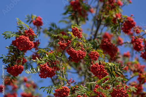 Sorbus aucuparia moutain-ash rowan tree branches with green leaves and red pomes berries on branches photo