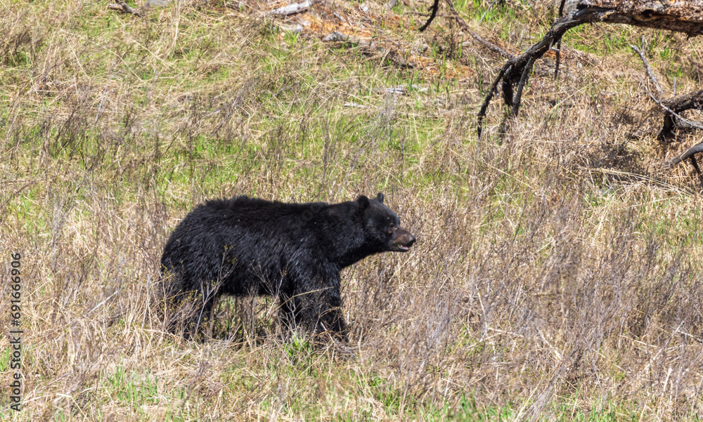 Black Bear in Springtime in Wyoming