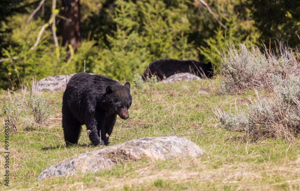 Black Bear in Springtime in Wyoming Black Bear in Springtime in Wyoming