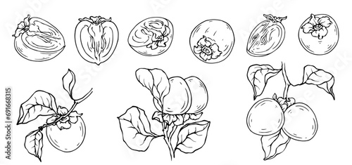 Linear sketch of persimmon fruits and fruit pieces.Vector graphics.