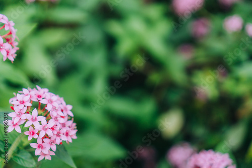 Selective Focus on Pink Penta Flower Green Background