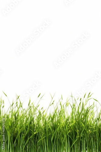 A row of green grass against a white background. Can be used for concepts such as nature, environment, landscaping, and simplicity