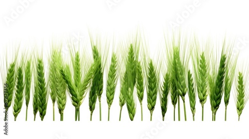 A row of green wheat on a white background. Perfect for agricultural concepts and nature themes