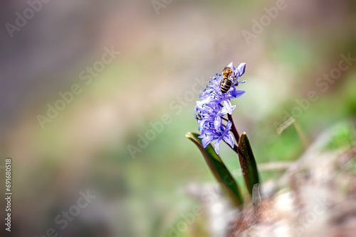Bee on a blue Scilla siberica, the Siberian squill or wood squill, in the spring forest.